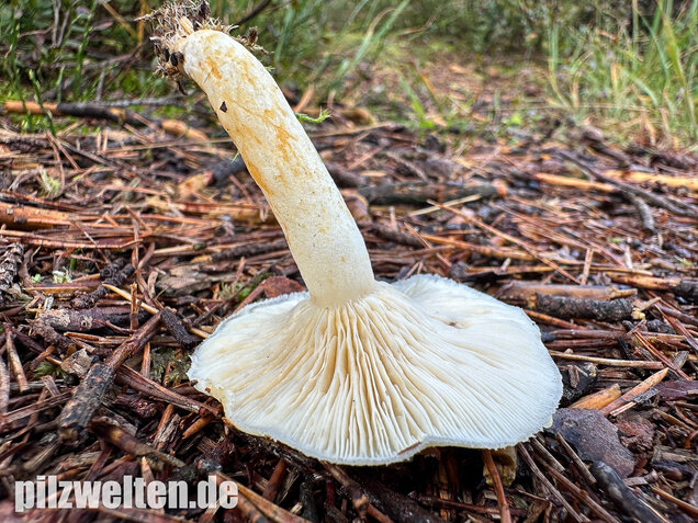 Flaumiger Moormilchling, Lactarius scoticus