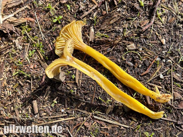 Trompetenpfifferling, Craterellus tubaeformis
