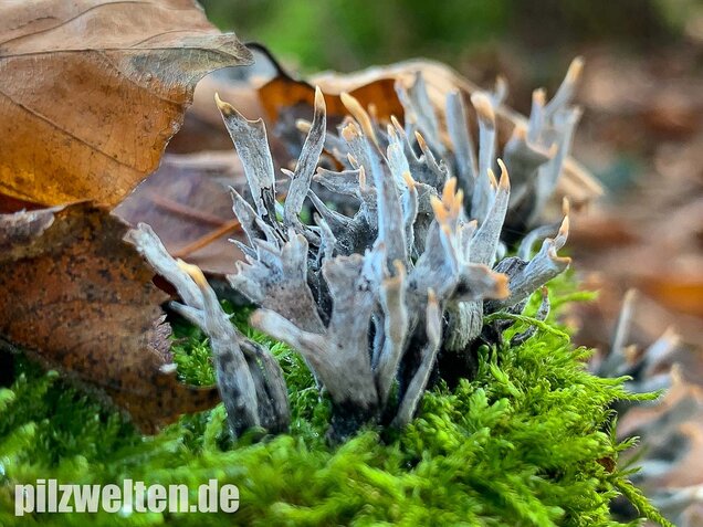 Geweihförmige Holzkeule, Xylaria hypoxylon