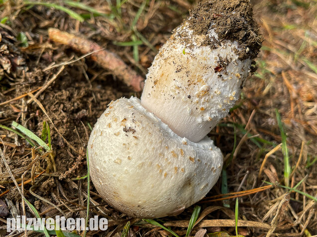 Großsporiger Riesenchampignon, Agaricus urinascens
