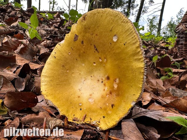 Grüner Speisetäubling, Russula heterophylla