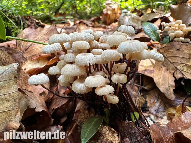 Halsbandschwindling, Marasmius rotula
