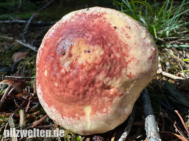 Hohlstieltäubling, Weißtannentäubling, Russula cavipes
