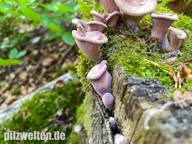 Laubholzknäueling, Panus conchatus