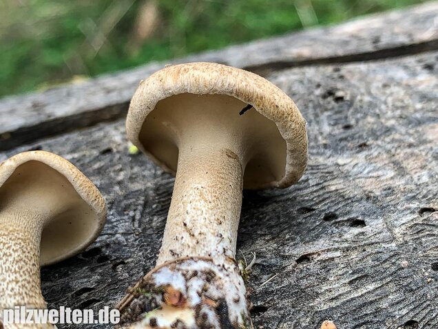 Maiporling, Lentinus substrictus