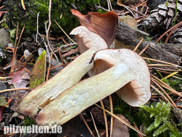 Geschupptstieliger Ritterling, Tricholoma fucatum