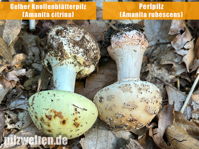Gelber Knollenblätterpilz, Amanita citrina