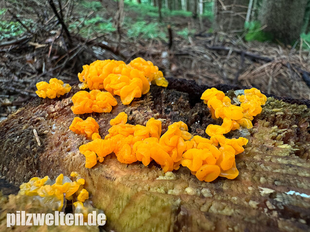 Riesengallertträne, Dacrymyces chrysospermus