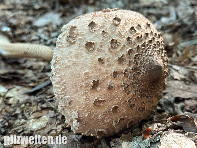 Riesenschirmling, Parasol, Macrolepiota procera