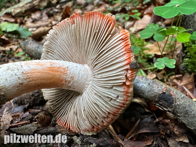 Rötender Risspilz, Schamroter Risspilz, Inocybe godeyi