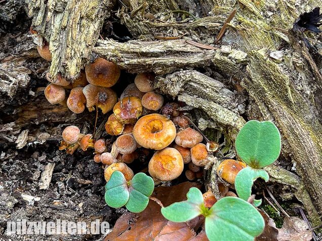 Safranroter Schüppling, Pholiota astragalina