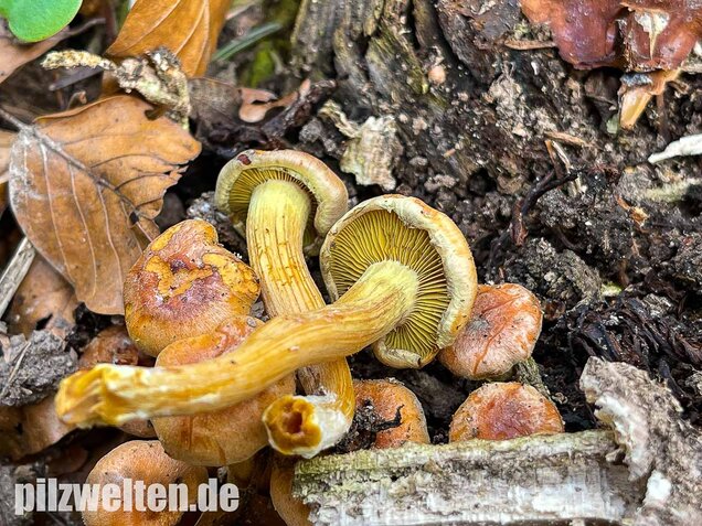 Safranroter Schüppling, Pholiota astragalina