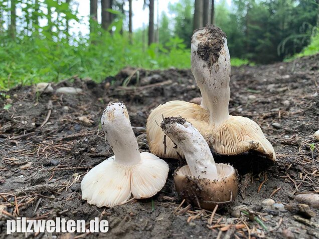 Scharfer Glanztäubling, Russula firmula