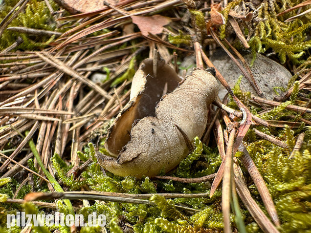 Schwarzweiße Rippen-Becherlorchel, Dissingia leucomelaena