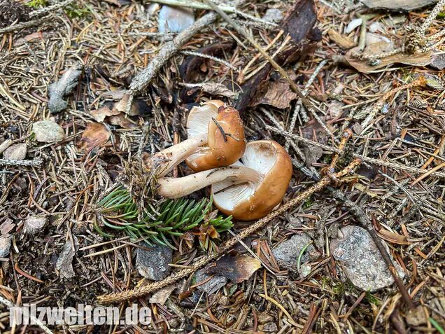 Verdrehter Rübling, Rhodocollybia prolixa
