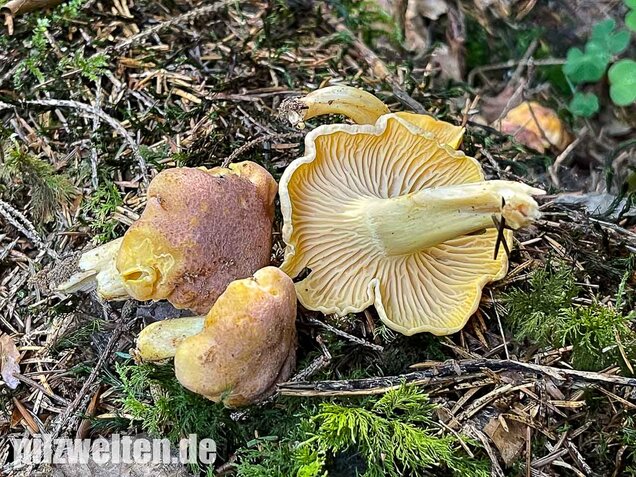 Violettschuppiger Pfifferling, Cantharellus amethysteus