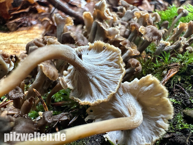 Krause Kraterelle, Krauser Leistling, Craterellus undulatus