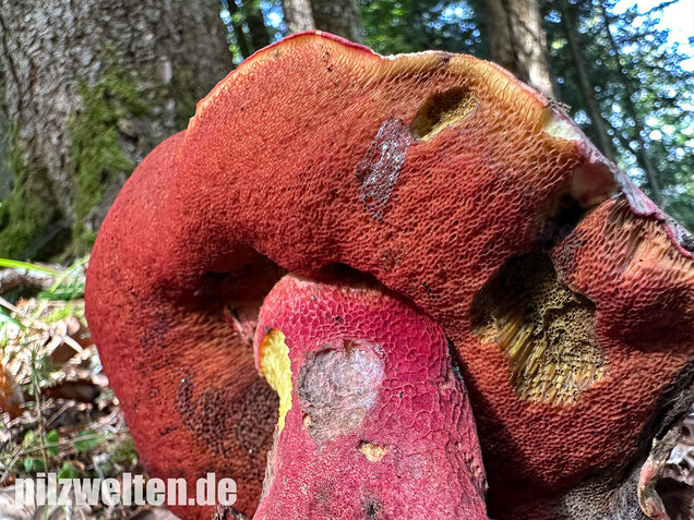 Weinroter Purpurröhrling, Suillellus rubrosanguineus