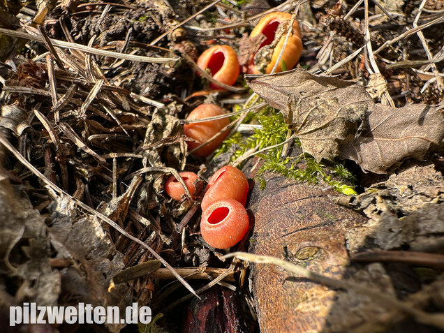 Scharlachroter Kelchbecherling, Österreichischer Prachtbecherling, Sarcoscypha austriaca & coccinea