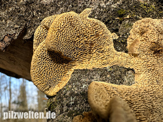 Braune Borstentramete, Braune Auentramete, Coriolopsis gallica