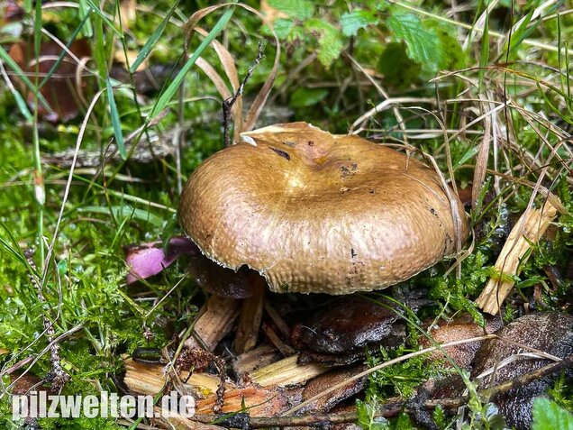 Brauner Ledertäubling, Elefantentäubling, Russula integra