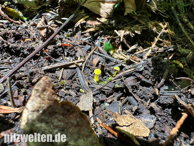 Braungrüner Zärtling, Braungrüner Rötling, Entoloma incanum agg.