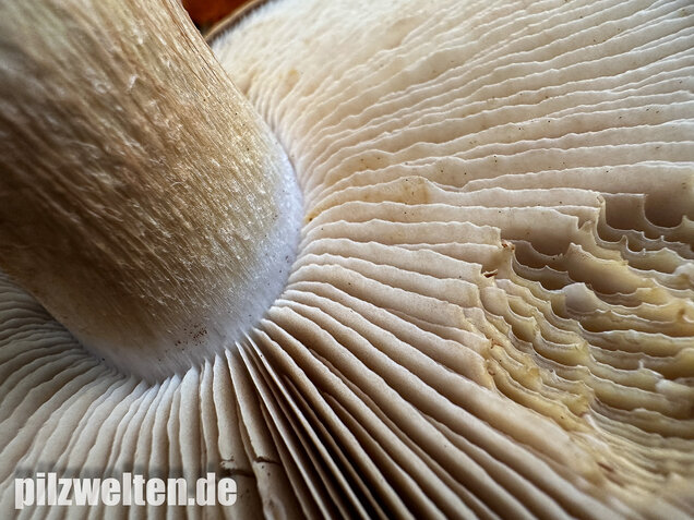 Breitknolliger Klumpfuß, Cortinarius saporatus
