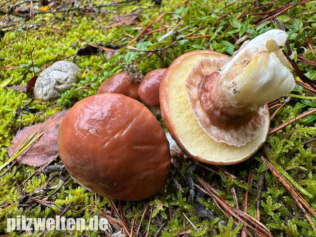 Butterpilz, Butterröhrling, Suillus luteus