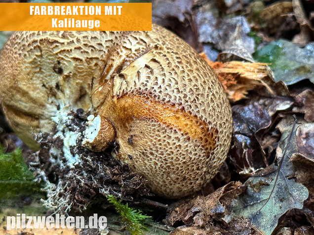 Dickschaliger Kartoffelbovist, Scleroderma citrinum