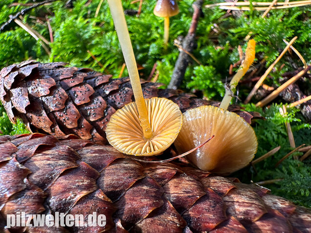 Orangeschneidiger Helmling, Feuriger Helmling, Mycena aurantiomarginata