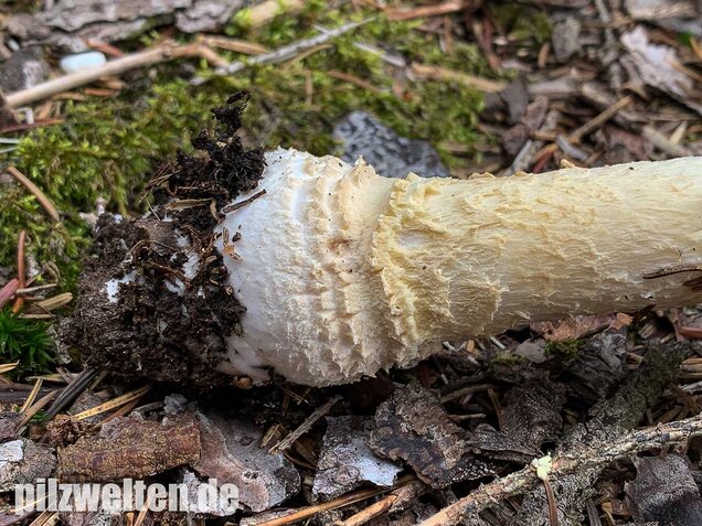 Fliegenpilz, Amanita muscaria