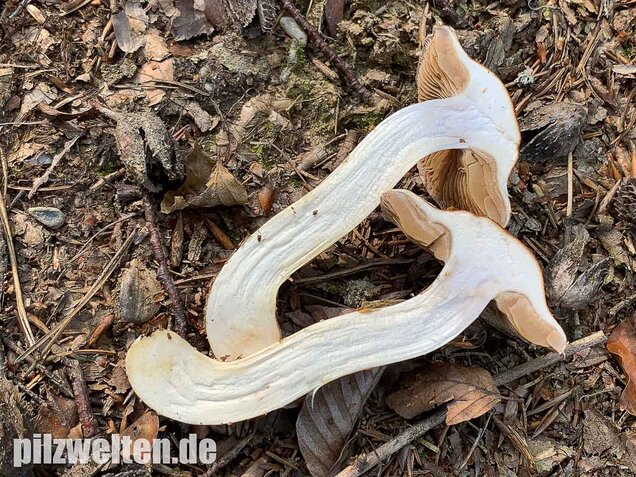 Fuchsigbrauner Schleimkopf, Cortinarius vulpinus