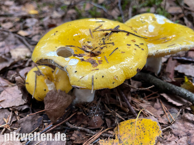 Gelber Graustieltäubling, Russula claroflava