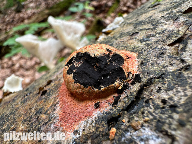 Gelboranger Schleimpilz, Rotoranger Schleimpilz, Fuligo leviderma