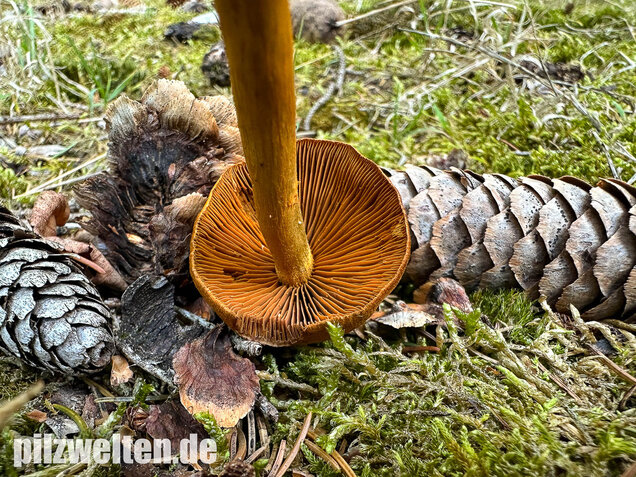 Orangerandiger Hautkopf, Cortinarius malicorius