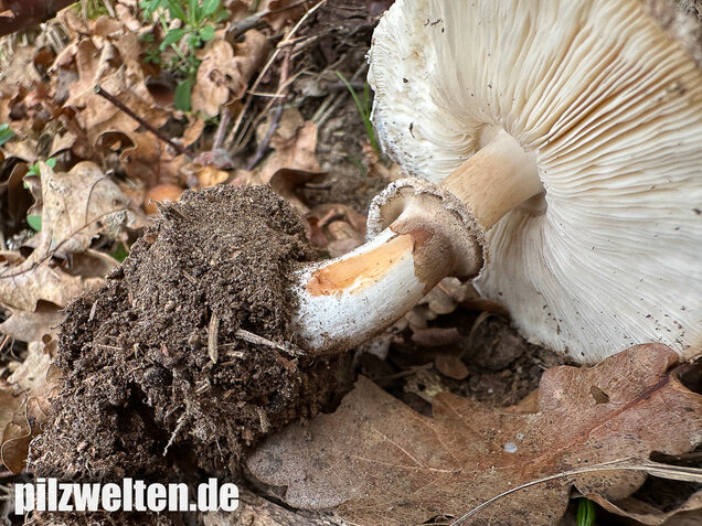 Gerandetknolliger Safranschirmling, Chlorophyllum brunneum