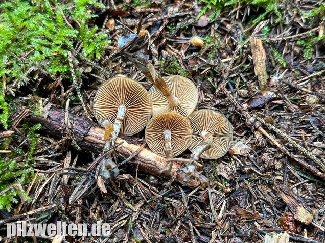 Gifthäubling, Nadelholzgifthäubling, Galerina marginata