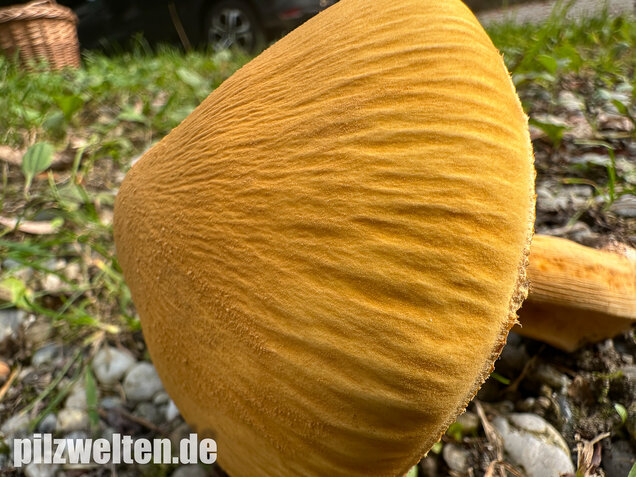 Glimmerschüppling, Phaeolepiota aurea