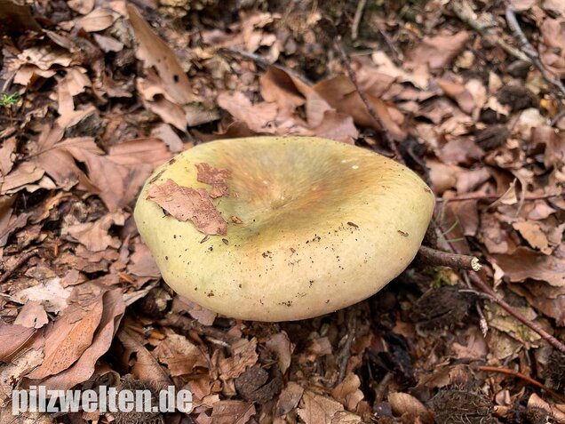 Grasgrüner Täubling, Russula aeruginea