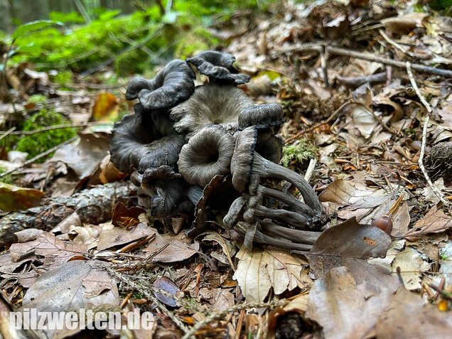 Grauer Pfifferling, Craterellus cinereus