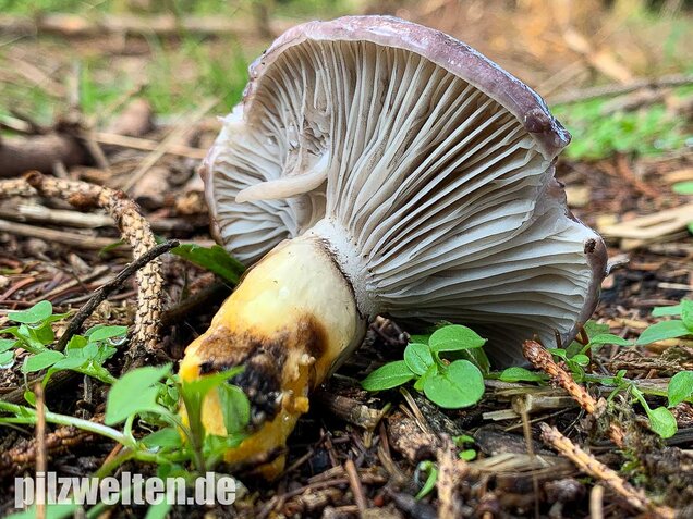 Großer Schmierling, Kuhmaul, Gomphidius glutinosus