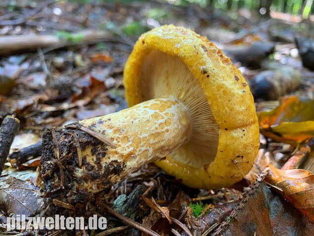 Grubiger Milchling, Lactarius scrobiculatus