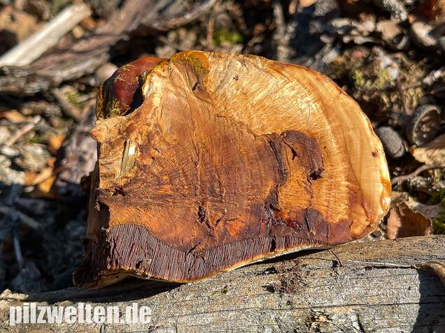 Harziger Lackporling, Ganoderma resinaceum