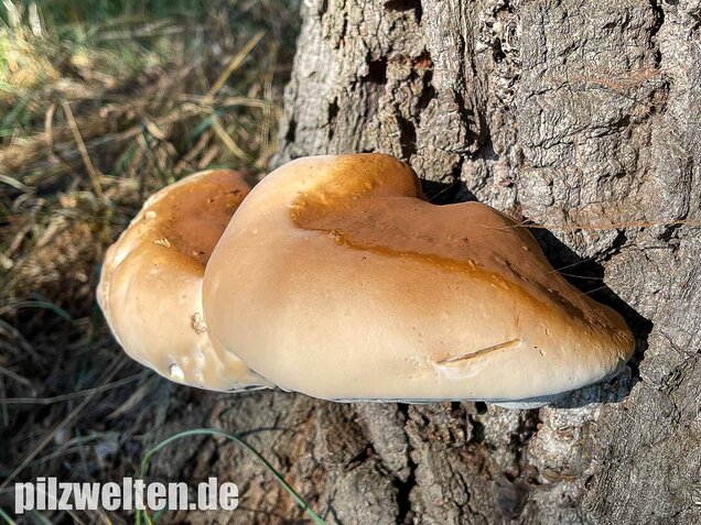Harziger Lackporling, Ganoderma resinaceum