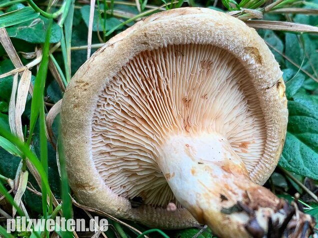 Kahler Krempling, Paxillus involutus