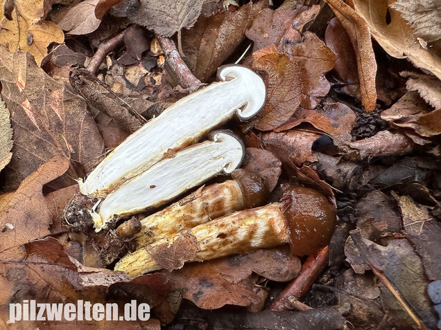 Zweifarbiger Schneckling, Olivbraungestiefelter Schneckling, Hygrophorus persoonii