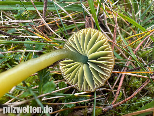 Papageigrüner Saftling, Papageiensaftling, Gliophorus psittacinus