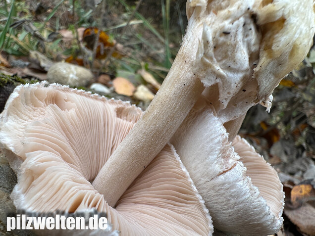 Parasitischer Scheidling, Volvariella surrecta