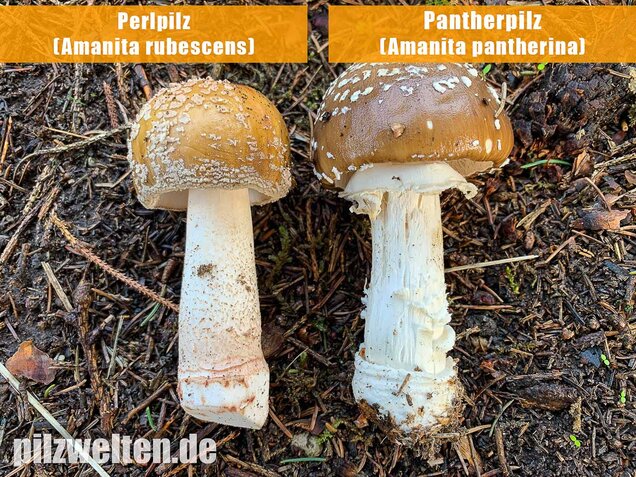 Perlpilz, Rötender Wulstling, Amanita rubescens