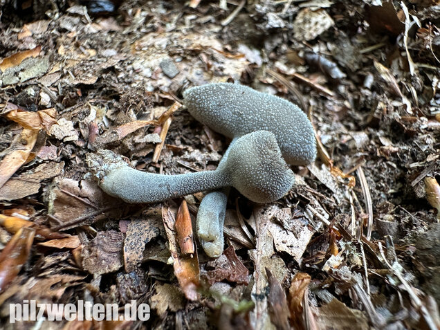 Langstielige Becherlorchel, Grauer Langfüßler, Helvella macropus